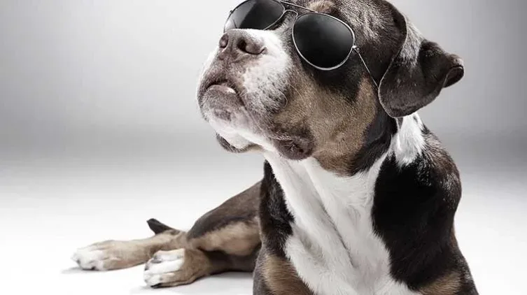 Talent For Hire, campaign for K9 Friends